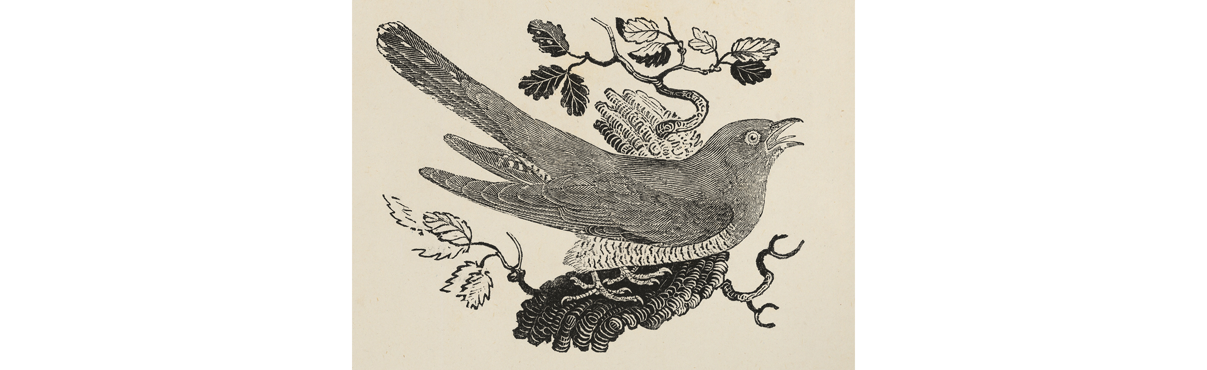 The cuckoo, from Thomas Bewick’s A History of British Birds, 1797.